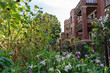 Beautiful Garden in front of a Row of Old Homes in Andersonville Chicago