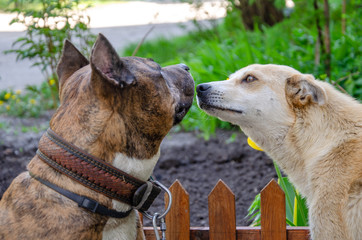 A friendly redbred mongrel dog sniffs a pit bull's face.