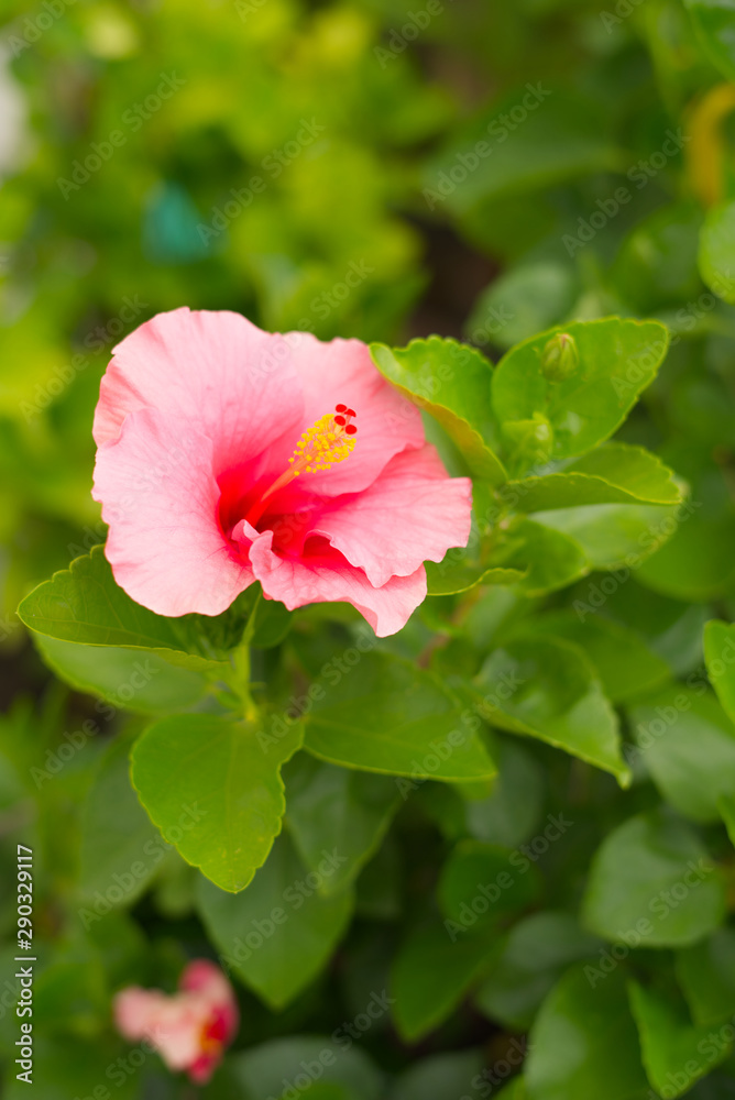 pink hibiscus flower on green background in garden