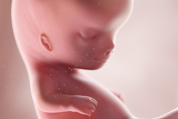 3d rendered medically accurate illustration of a human fetus - week 10