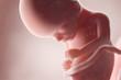 3d rendered medically accurate illustration of a human fetus - week 17