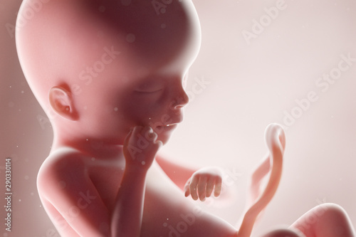 Fotomural 3d rendered medically accurate illustration of a human fetus - week 19