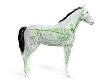 3d Rendered Anatomy Of The Equine Anatomy - The Lymphatic System