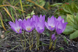 Fototapeta Kwiaty - purple crocus