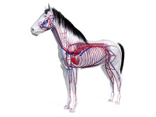 3d Rendered Anatomy Of The Equine Anatomy  - The Vascular System