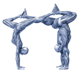 muscle couple man and woman yoga anatomy in an white background