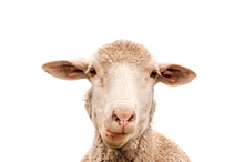 A White Sheep, Face Only, Chewing, Looking At Camera, Isolated, Against White  Background, Copy Space, Clean Edit, 