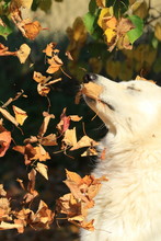 Weißer Schäferhund Im Herbstlauf