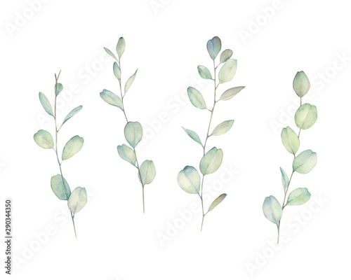 Watercolour floral set. Hand drawn isolated illustration. Botanical art backg...
