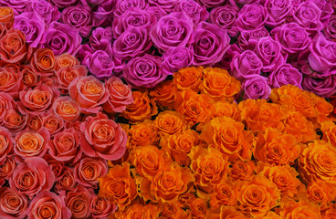 Wall Mural - fresh colorful roses сlose-up. background of pink, white and yellow roses.