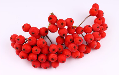 Sticker - Bunch of rowan on a white background