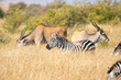 Zebra in the Masai Mara - Africa, Kenya