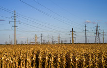 A Large Number Of Electric Poles With High-voltage Wires In The Middle Of A Field With Dry Corn Plants.