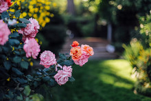 Backyard Roses