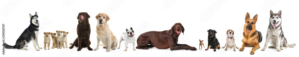 Yorkshire terrier isolated on white. Happy dog - obrazy, fototapety, plakaty 