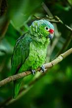 Red-lored Parrot, Amazona Autumnalis. Parrot From Deep Rain Forest. Portrait Of Light Green Parrot With Red Head. Wildlife Scene From Costa Rica.