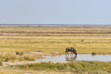 Wildebeest Drinking Etosha Safari Wildlife