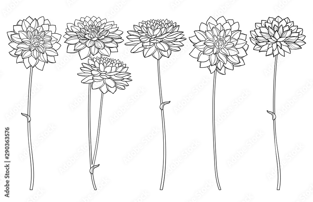 Set with outline ornate Dahlia or Dalia flower bunch in black isolated on white background. - obrazy, fototapety, plakaty 