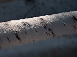 Detailaufnahme eines von der Sonne beschienenen Birkenstammes mit Morgentau