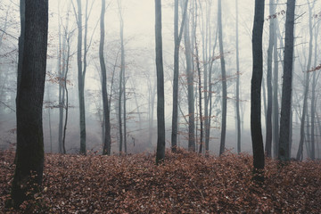 herbstlicher wald im nebel