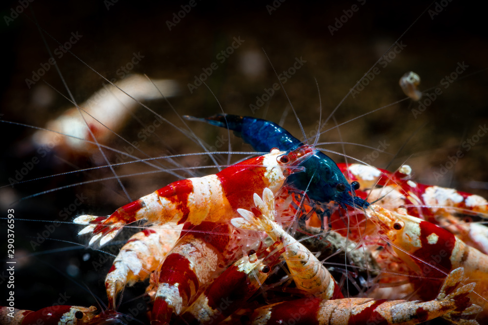Crystal red shrimp swarm eat aquarium pets hobby nature wild life - obrazy, fototapety, plakaty 