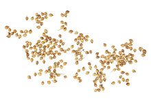Coriander Seeds Isolated On White Background, Top View.
