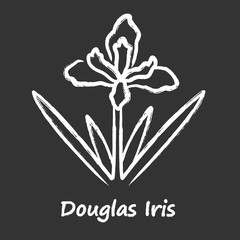 Wall Mural - Douglas iris plant chalk icon. California blooming wildflower with name inscription. Garden flower, weed. Iris douglasiana inflorescence. Spring blossom. Isolated vector chalkboard illustration