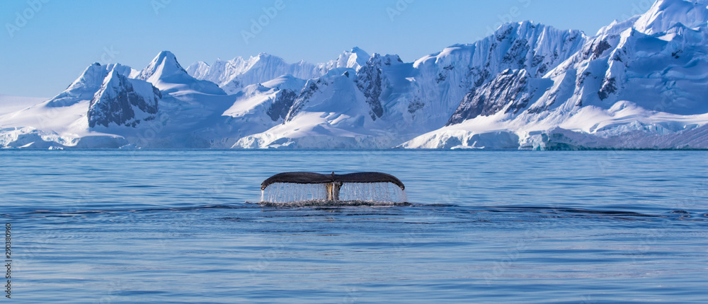 Humpback Whale Tail in Antarctica - obrazy, fototapety, plakaty 