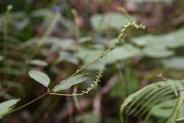 Canvas Print - Pig's knee (Achyranthes bidentata var. japonica) is a herb that grows in the shade in the forest, and the fruit is attached to animals and clothes and sprayed with seeds.