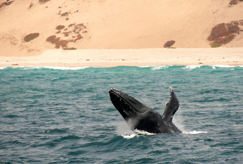 Wall Mural - Juvenile Humpback Whale Breaching Near Shore