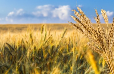 Wall Mural - Wheat.