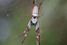Orb Spider With Long Legs