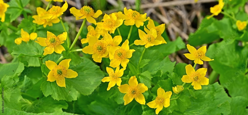湿原に咲く満開のミヤマキンポウゲの花 大雪山 北海道 Wall Mural Scott Mirror 湿原に咲く満開のミヤマキンポウゲの花 大雪山 北海道 Wall Mural Scott Mirror
