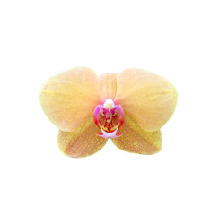 Sticker - Orchid