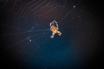 spider on a web