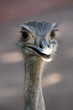An ostrich at Rome Zoo