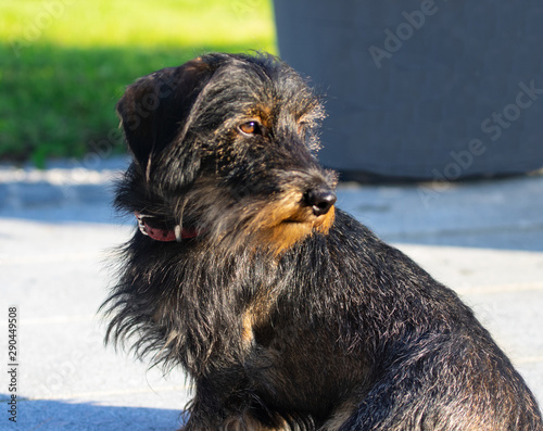 Wire Haired Dachshund Beautiful Outdoor Brown Black Innocent Look Silly Clot Wiener Dog Sausage Dog Dachshund Sitting Dachshund Dog Dachshund Stock Photo Adobe Stock
