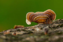 Turkey Tail Mushroom Growing On Dead Hardwood Stump