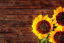 Blooming Sunflowers On A Rustic Wooden Background, Overhead View.