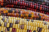 Fototapeta Tęcza - Multi-colored corn on the cob close-up