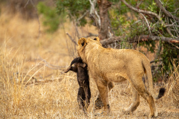 Wall Mural - Young male lion playing with a dead honey badger that the pride had killed