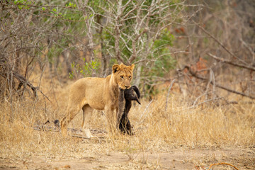 Wall Mural - Young male lion playing with a dead honey badger that the pride had killed