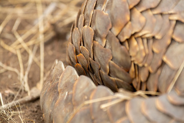 Wall Mural - Cape Pangolin, Ground Pangolin