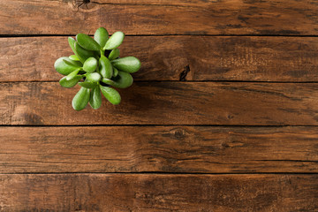 Wall Mural - Small green plant on vintage wooden table with copyspace. Top view