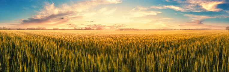 Wall Mural - field with ears of wheat at sunset