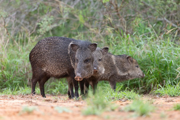 Wall Mural - Wild Javelina (Peccary) in Southern Texas