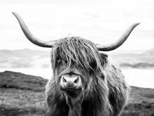 Highland Cattle Scottish Cow