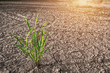 Clump of green grass wild on Brown drought dry soil or cracked ground texture with from agriculture barren on orange sunset sky background,Global warming
