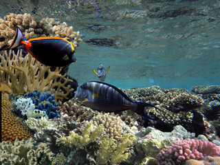 Wall Mural - Underwater scene with corals and copy space. Tropical sea