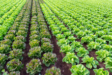Farmers Field With Growing In Rows Green Organic Lettuce Leaf Vegetables
